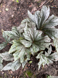 Begonia Silver Splendor       